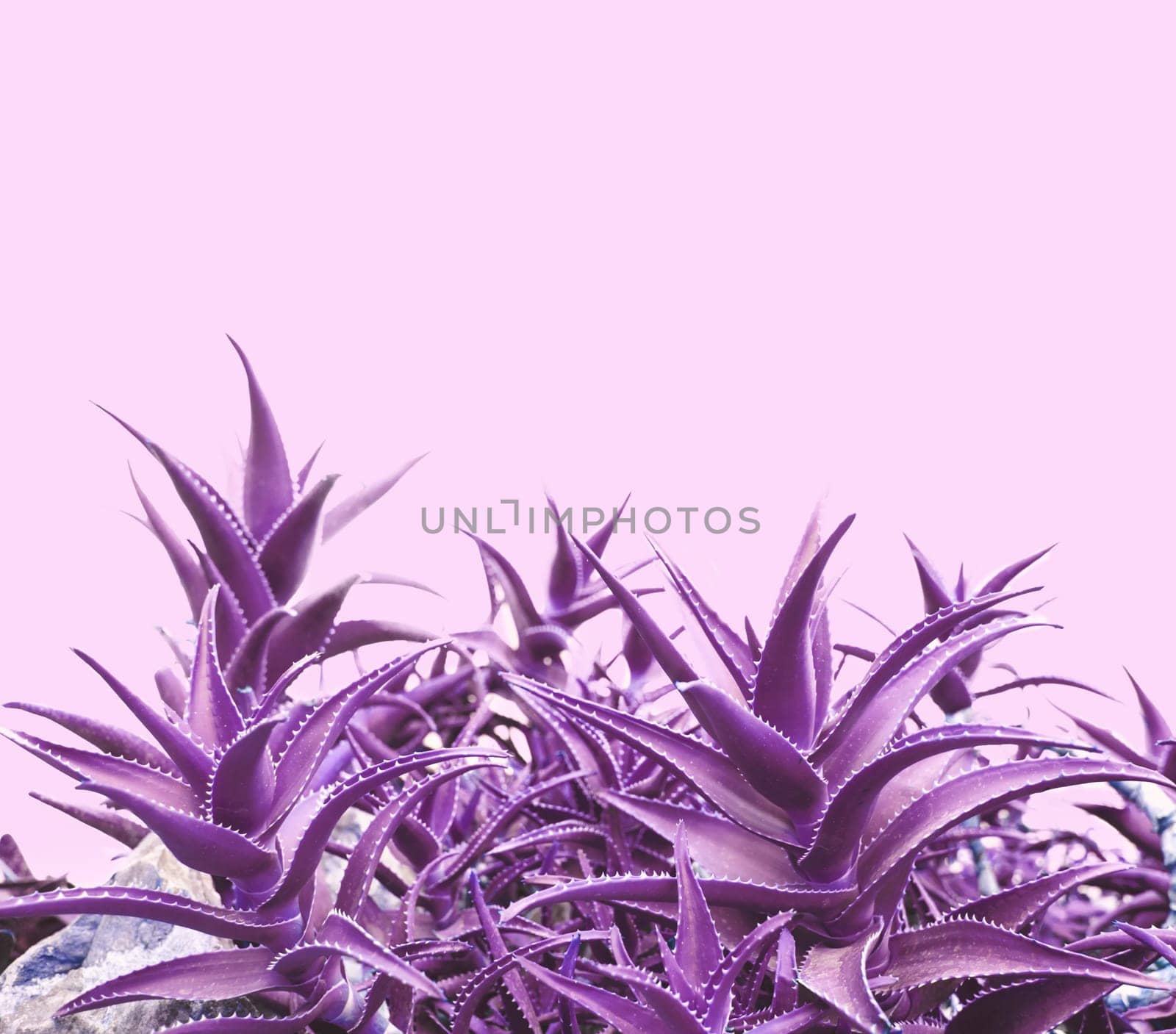 Purple aloe on pink background with copyspace.