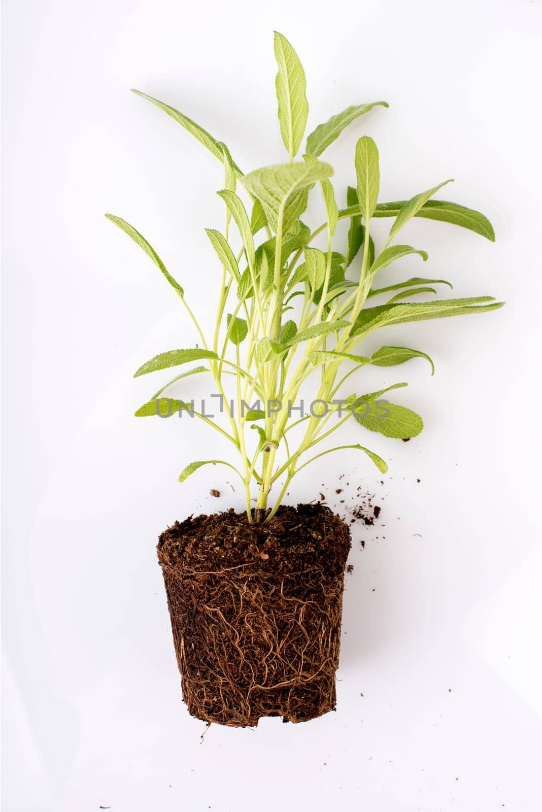 Gardening seedling in spring time. Fresh green plant with roots visible in soil isolated over white background. Sage herbs and spices seedling in dirt.