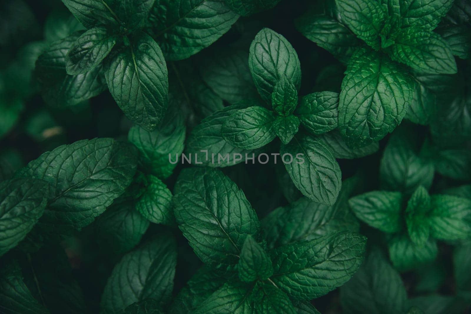 Green mint leaves pattern layout design. Ecology natural creative concept. Top view nature background with spearmint herbs.
