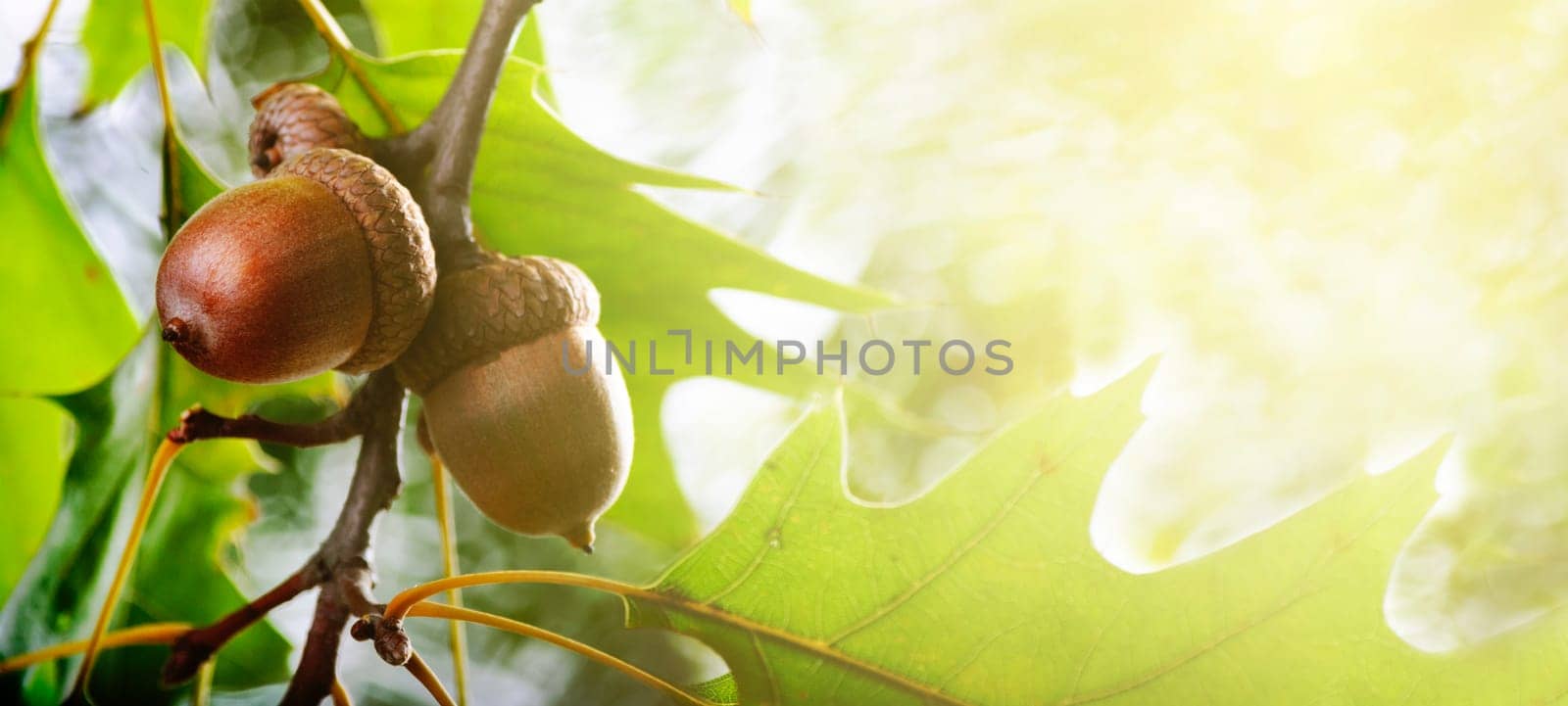 Autumn leaves and acorn on tree banner design background. Autumn oak foliage with sunlight. Seasonal concept for thanksgiving holiday card.