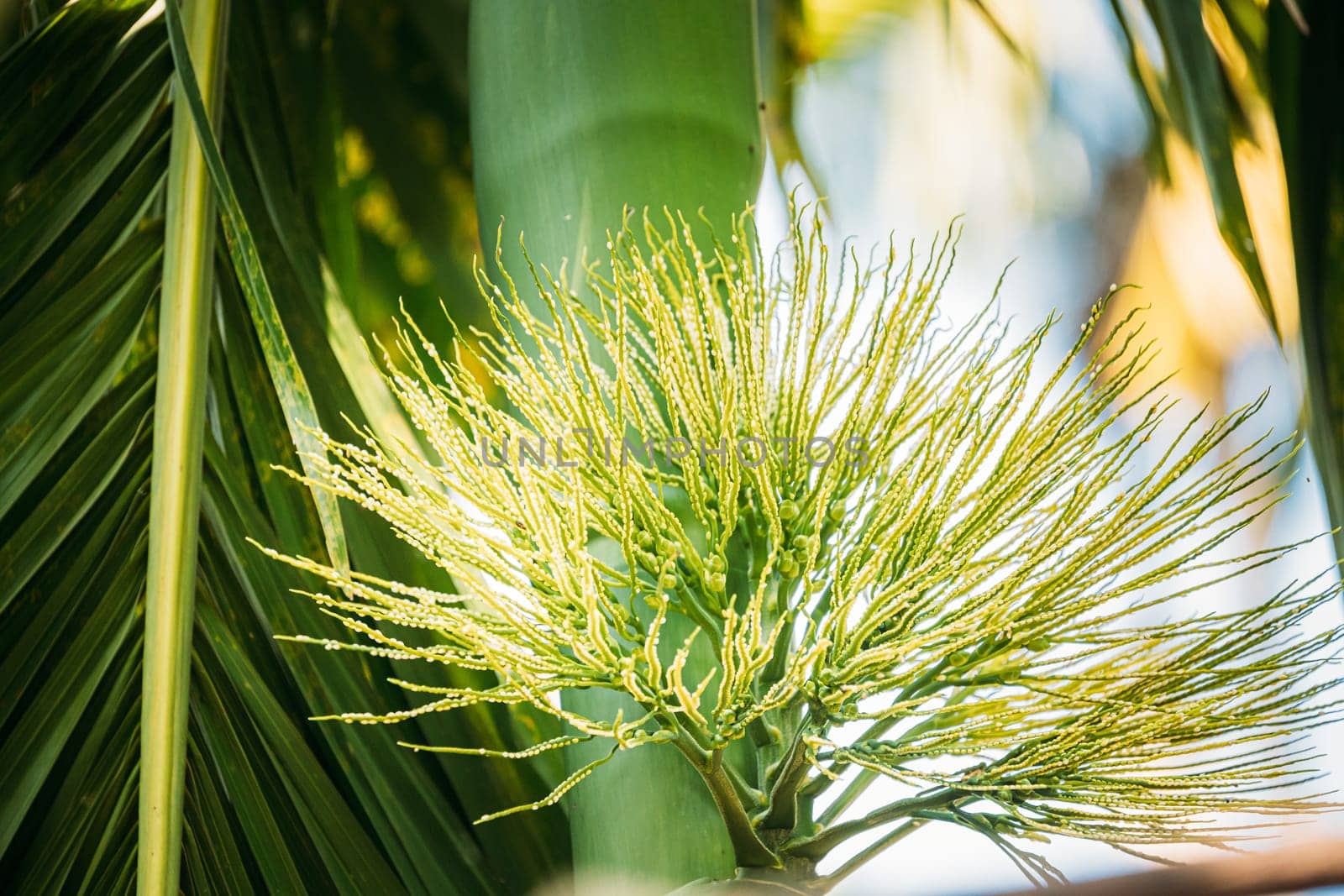 Goa, India. Young Green Shoots Of Areca Catechu Palm.