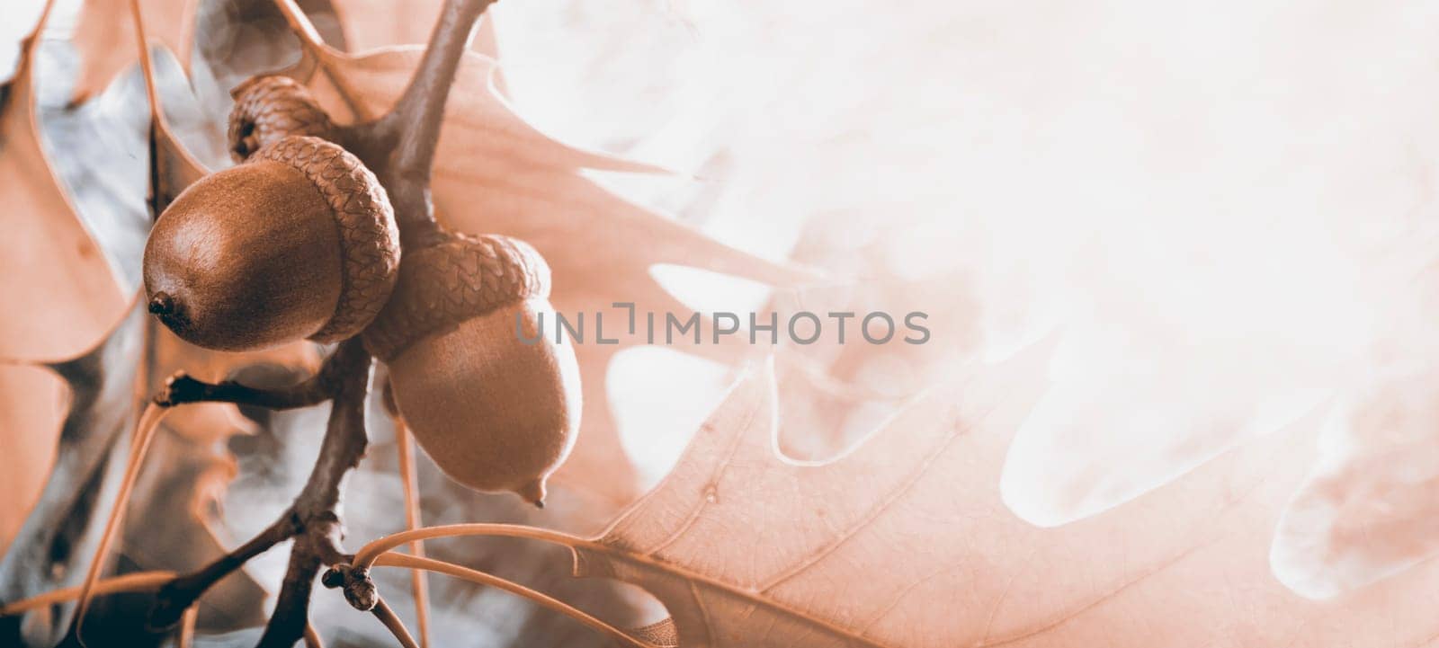 Autumn leaves and acorn on tree banner design background. Autumn oak foliage with sunlight. Seasonal concept for thanksgiving holiday card.