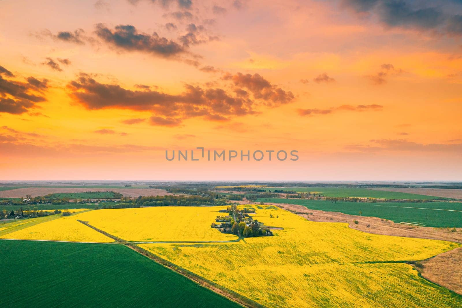 Aerial View Of Field With Blooming Canola Yellow Flowers. Top View Of Blossom Plant, Rapeseed Meadow Grass Landscape At Sunset Sunrise. Agricultural Country Landscape. Bird's Eye View