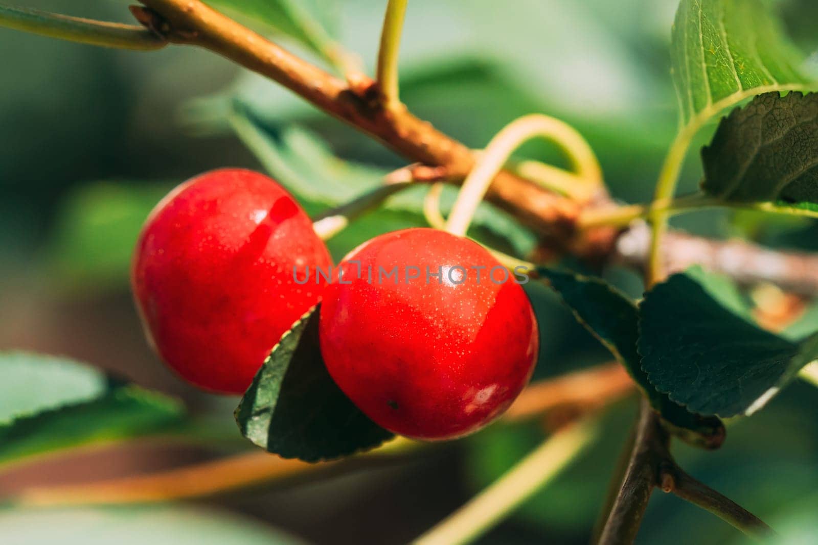 Red Ripe Berries Prunus subg. Cerasus on tree In Summer Vegetable Garden.