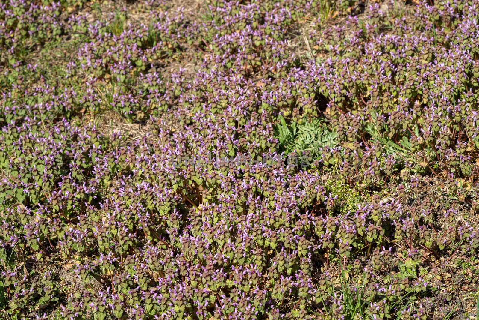 Violet Flowers Of Lamium Purpureum In Summer Field Meadow On Blurred Background.