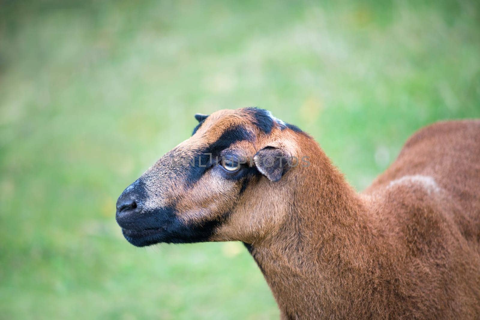 single brown sheep on dry green pasture