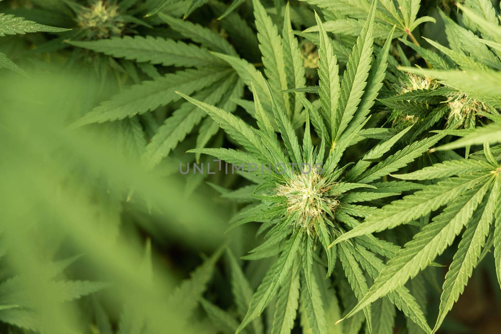 Blooming ripe Marijuana with Buds and green Leaves. Organic Cannabis Sativa Female Plants with CBD. Legal marihuana plantation provides high quality medicinal cannabis for healthcare and medicine uses