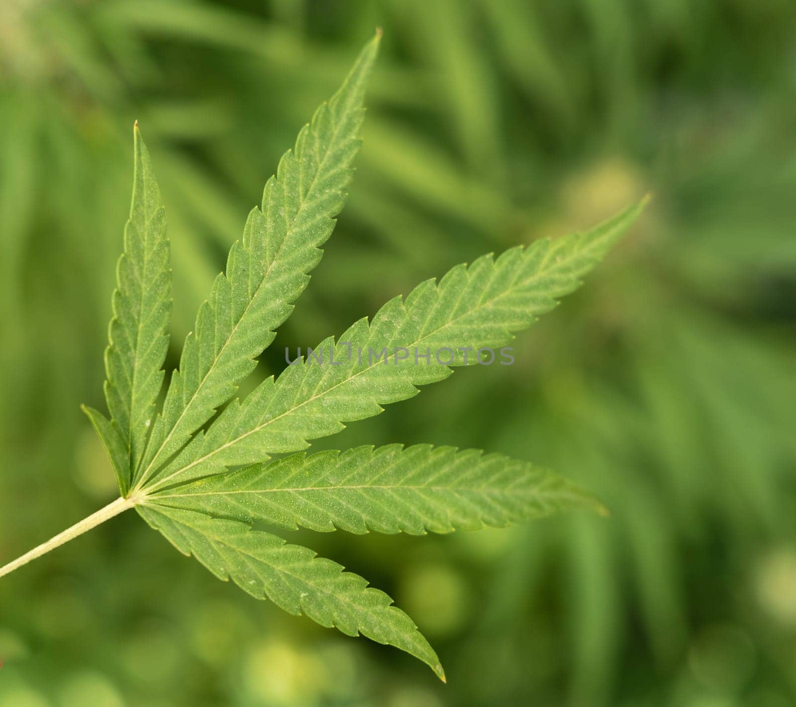 Green Marijuana leaf. Organic Cannabis Sativa Female Plants with CBD. Legal marihuana plantation provides high quality medicinal cannabis for healthcare and medicine uses