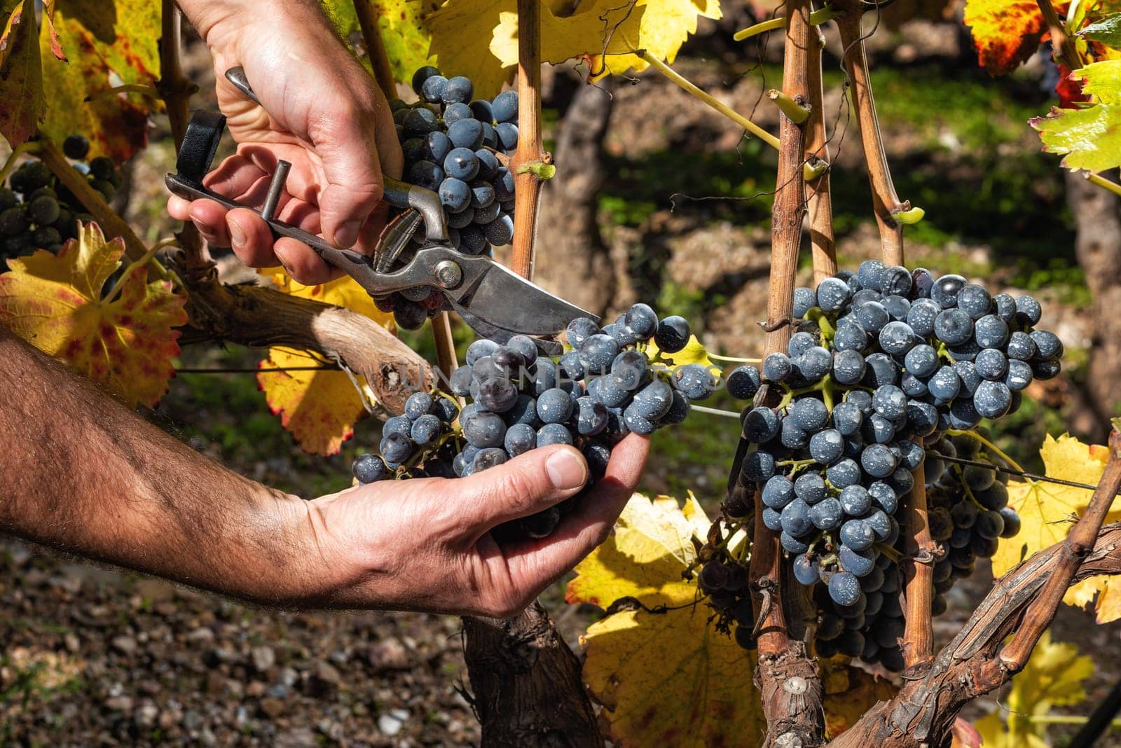 Cannonau grapes. Farmer in autumn harvesting the bunches of grapes with scissors.. Traditional agriculture. Sardinia.