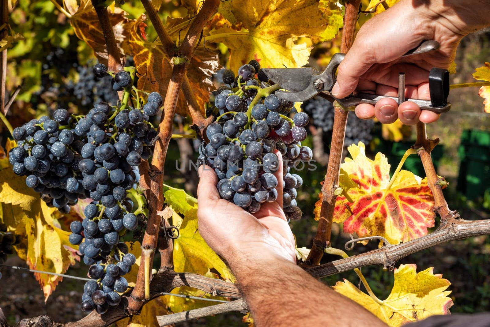 Cannonau grapes. Farmer in autumn harvesting the bunches of grapes with scissors.. Traditional agriculture. Sardinia.