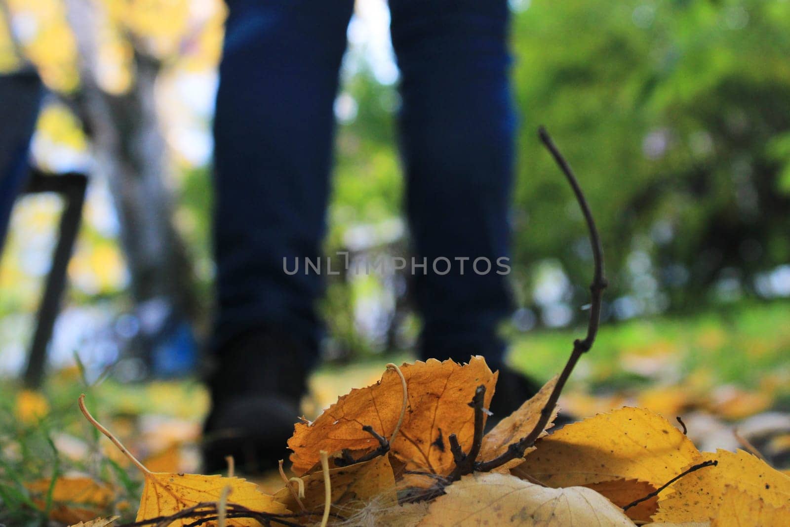 Women's legs in blue jeans and black sneakers against the background of autumn yellow-orange leaves. Blurred background.