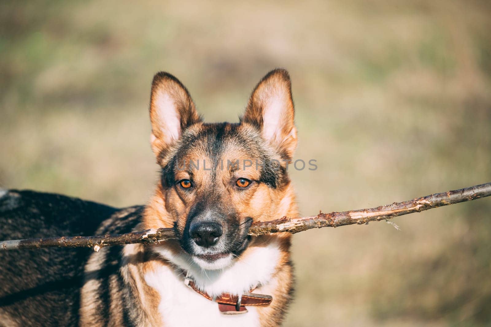 Funny Dog Play With Wooden Stick In Dry Grass.