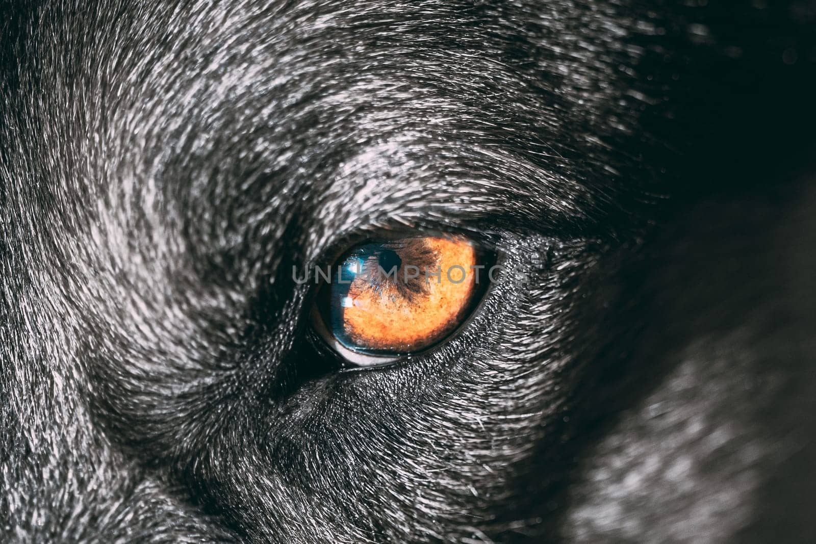Close Up Eye Pupil Of Black Dog. Dogs Eye.