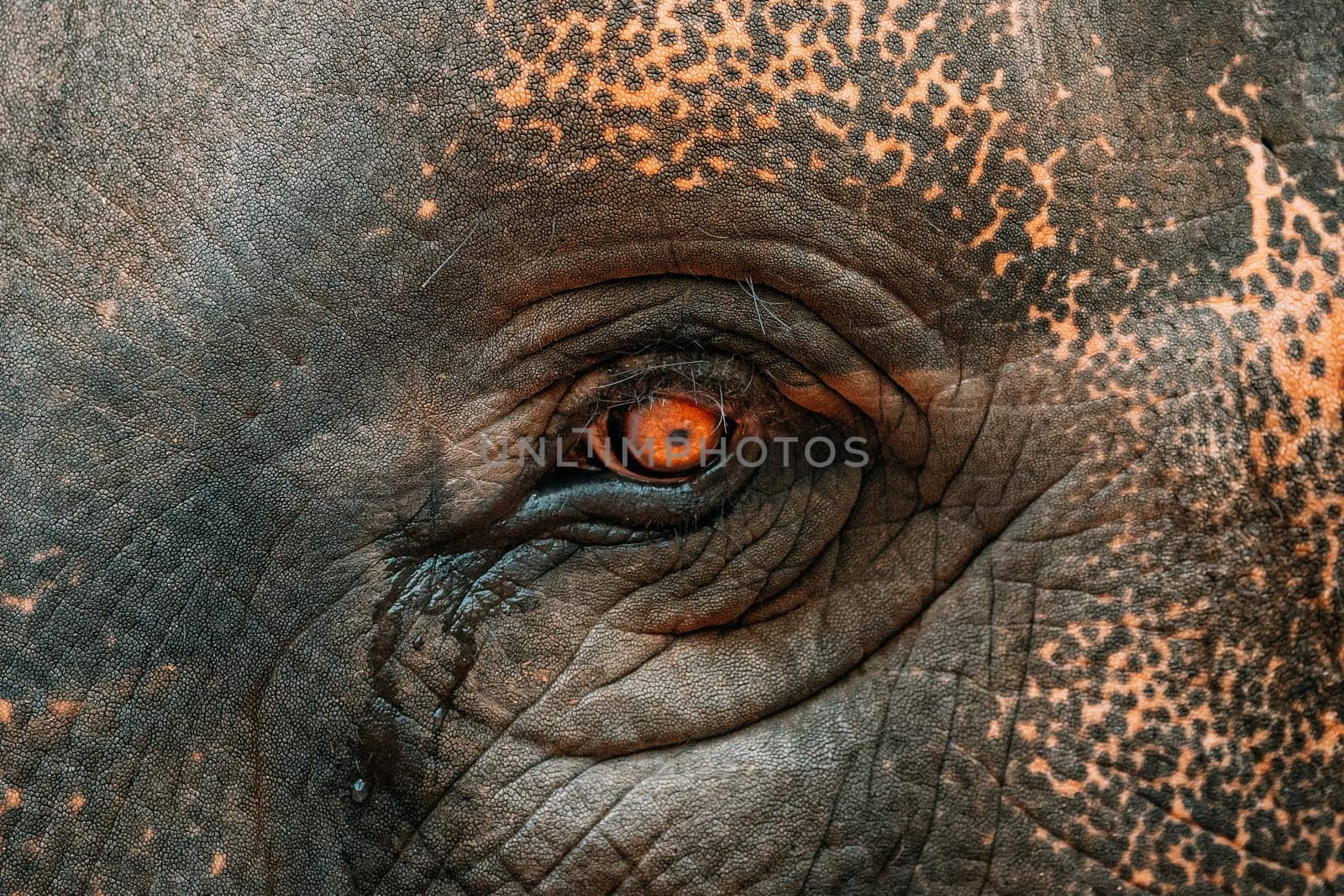 Goa, India. Close View Of Eye Of Elephant Cow.