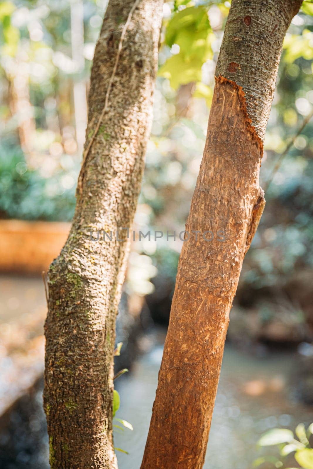 Goa, India. Two Tree Trunks With Ragged Bark Is Cinnamomum Zeylanicum.