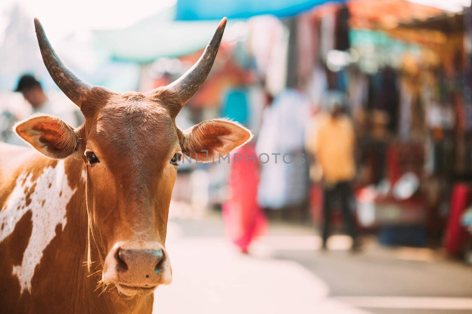 Anjuna, Goa, India. Cow Close Up Portrait At Anjuna Market Street.