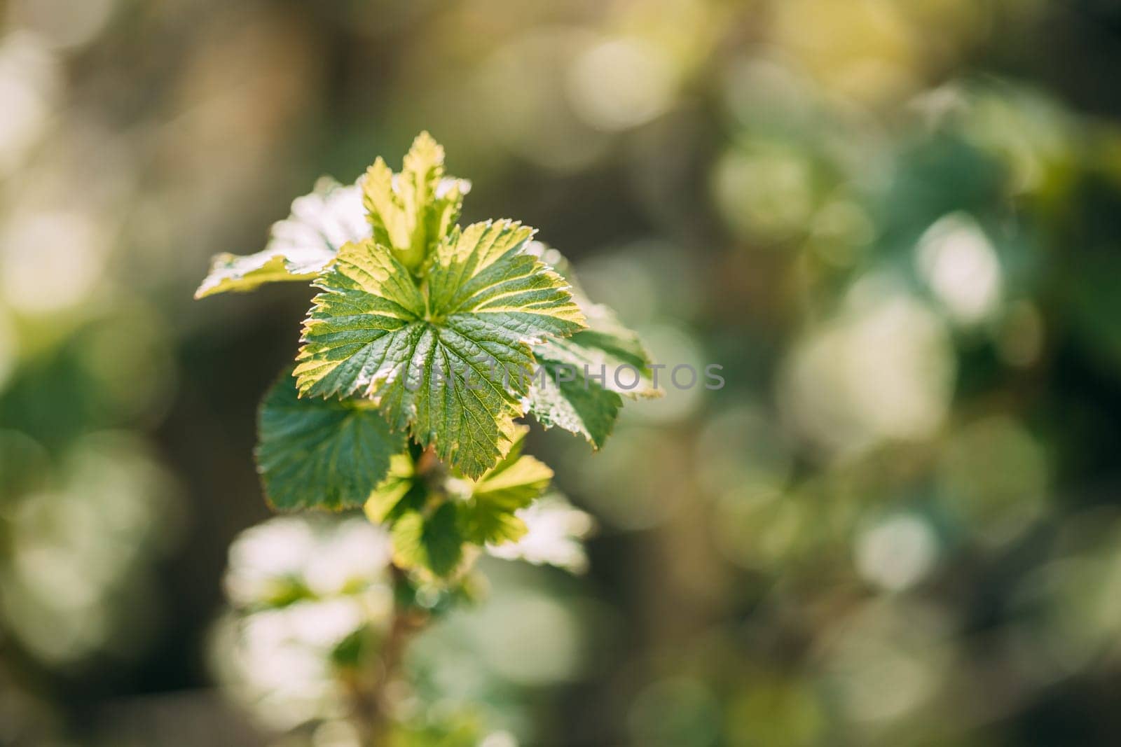 Ribes Nigrum Or Black Currant. Young Spring Green Leaf Leaves Growing In Bush Plant. Young Lush On Shrub In Vegetable Garden.