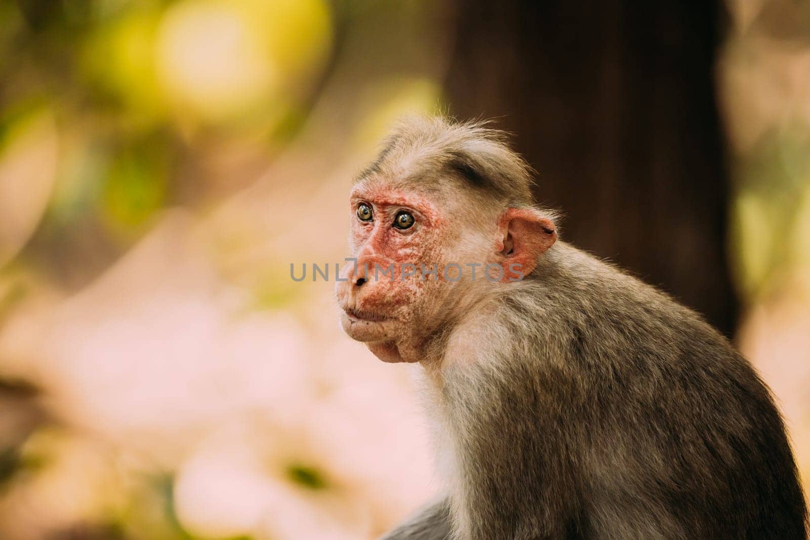 Goa, India. Old Bonnet Macaque Monkey - Macaca Radiata Or Zati. Close Up Portrait.