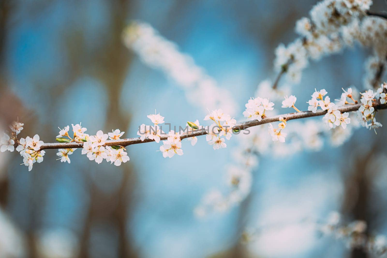 White Young Spring Flowers Of Prunus subg. Cerasus Growing In Branch Of  Cherry Tree