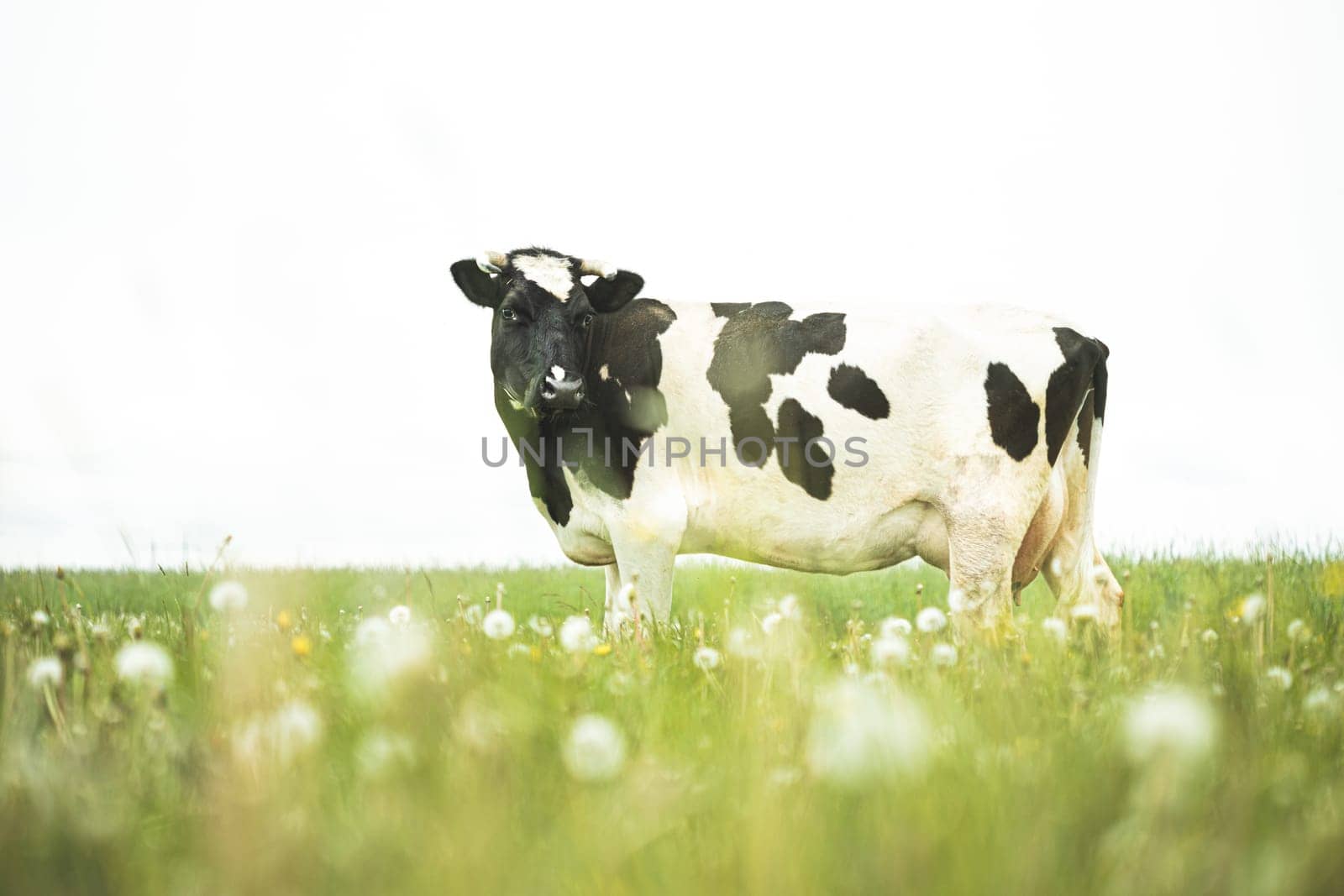 Black And White Cow Eating Grass In Spring Pasture. Cow Grazing On A Green Meadow In Spring.