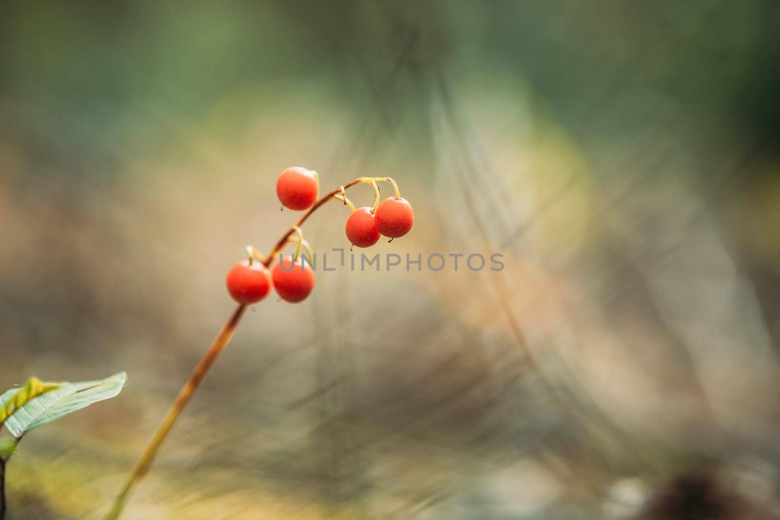 Red Berries Of Lily Of Valley Plant In Autumn Forest. Poisonous Berry.
