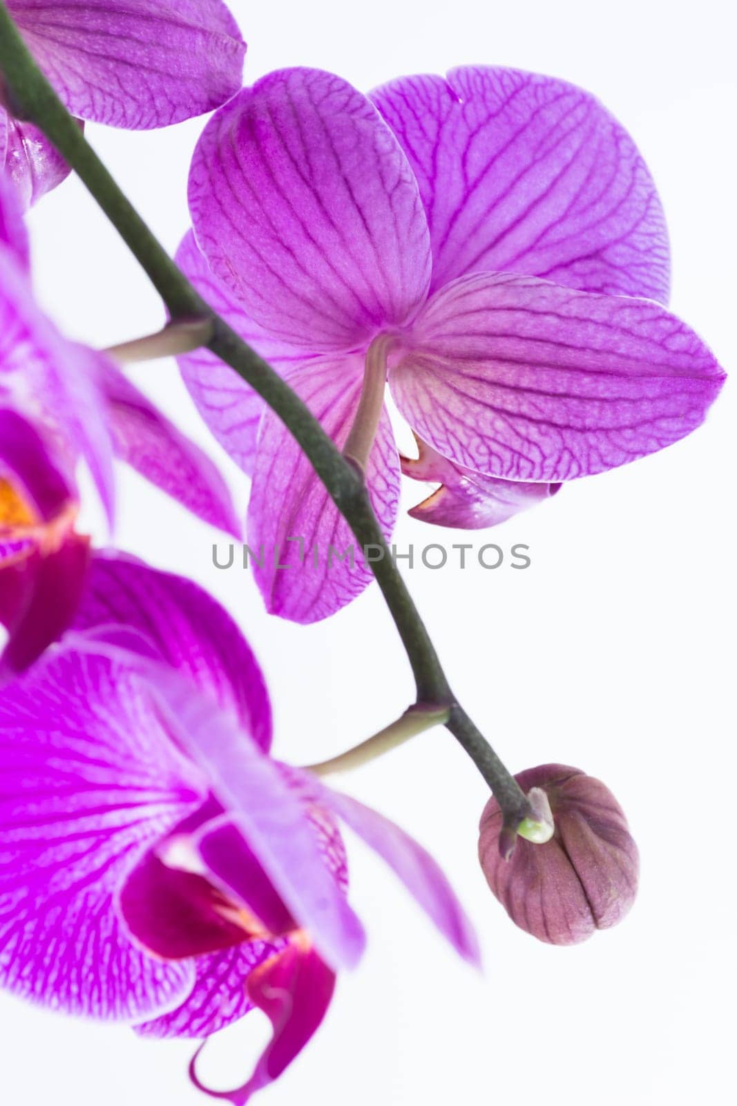 Close-up view from behind on white and purple Phalaenopsis orchid