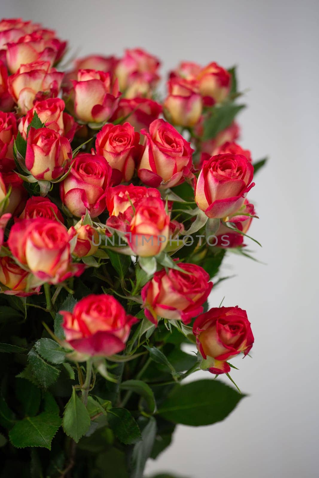 Bouquet consisting of many pink roses with tall stem. Festive bouquet of roses closeup