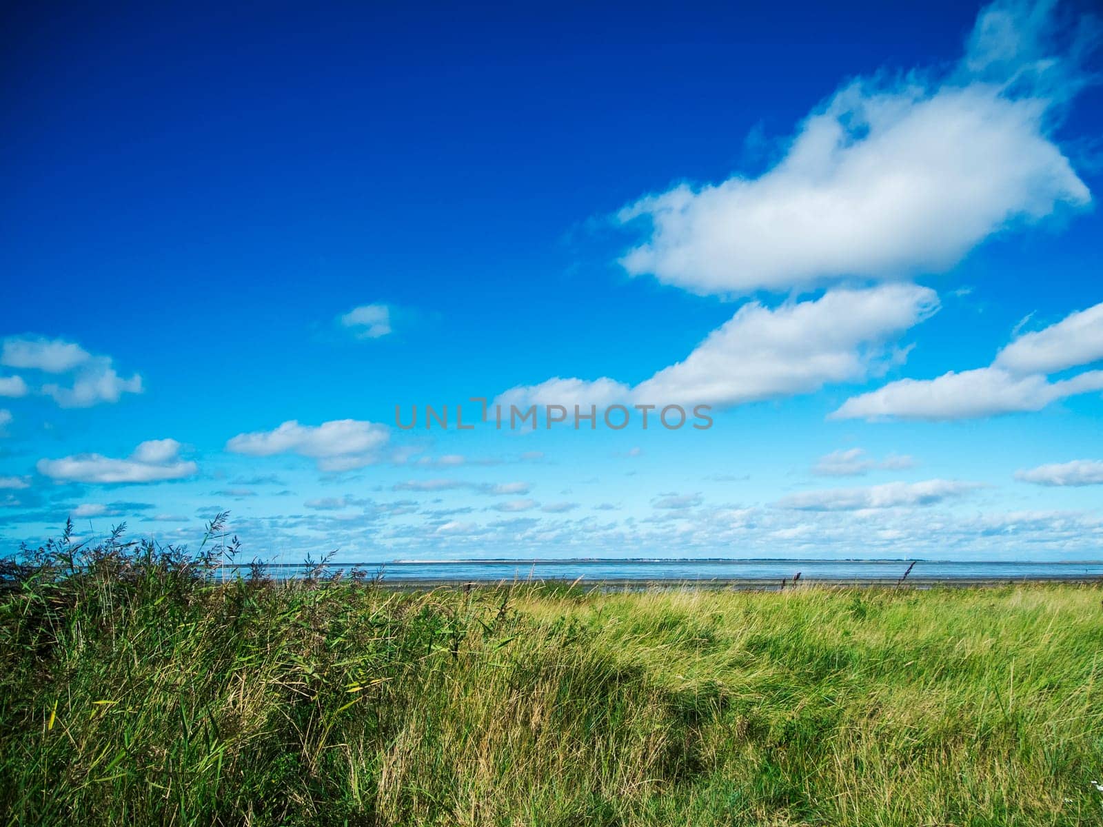 Low-angle landscape view over the green salt marshes on the East Frisian coast with a blue sky, a few small clouds and a wide view of the island of Langeoog.