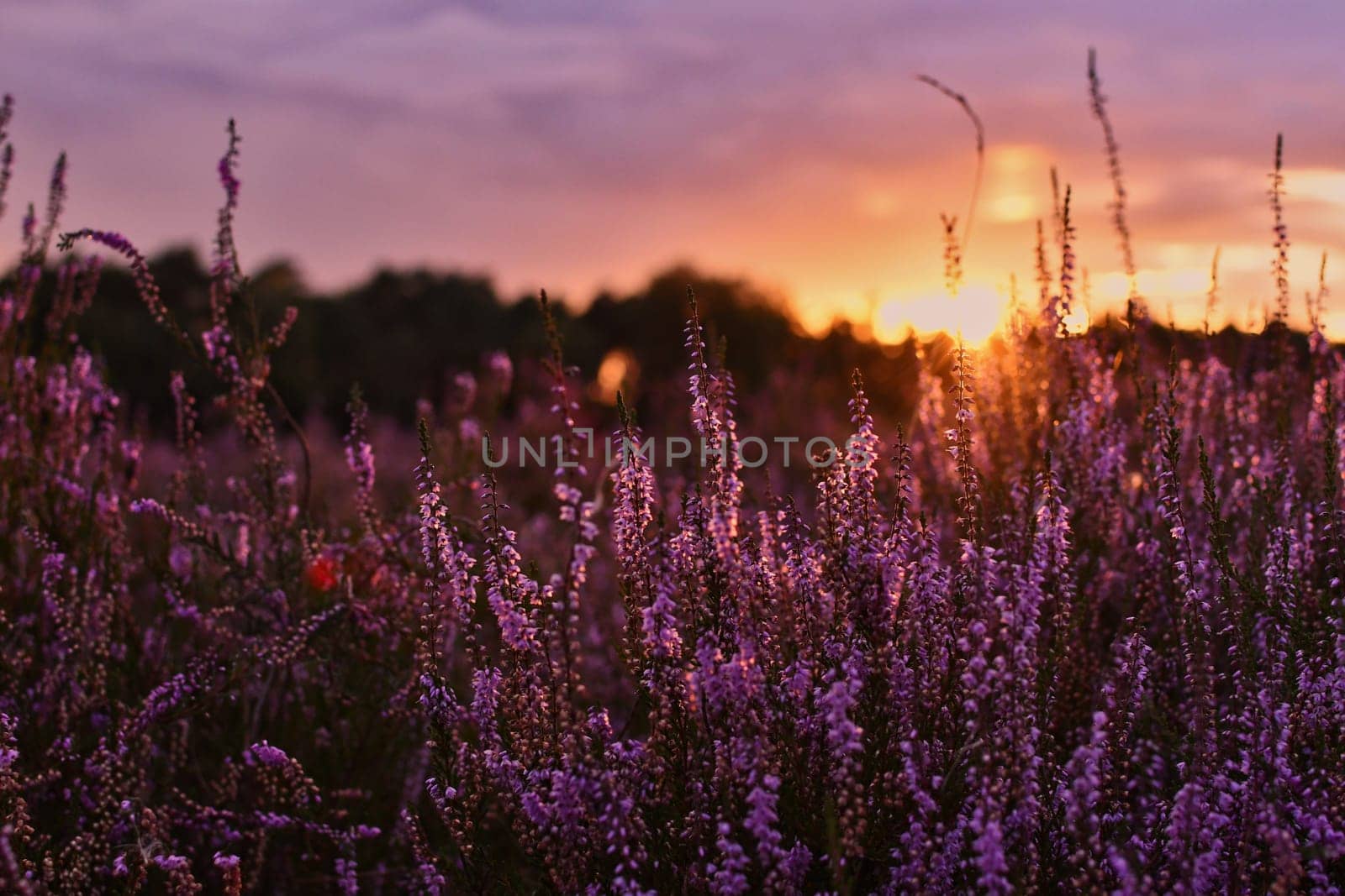 Sunset in the blooming heath. Westruper Heide. Westrup Heath, near Haltern am See in Germany.