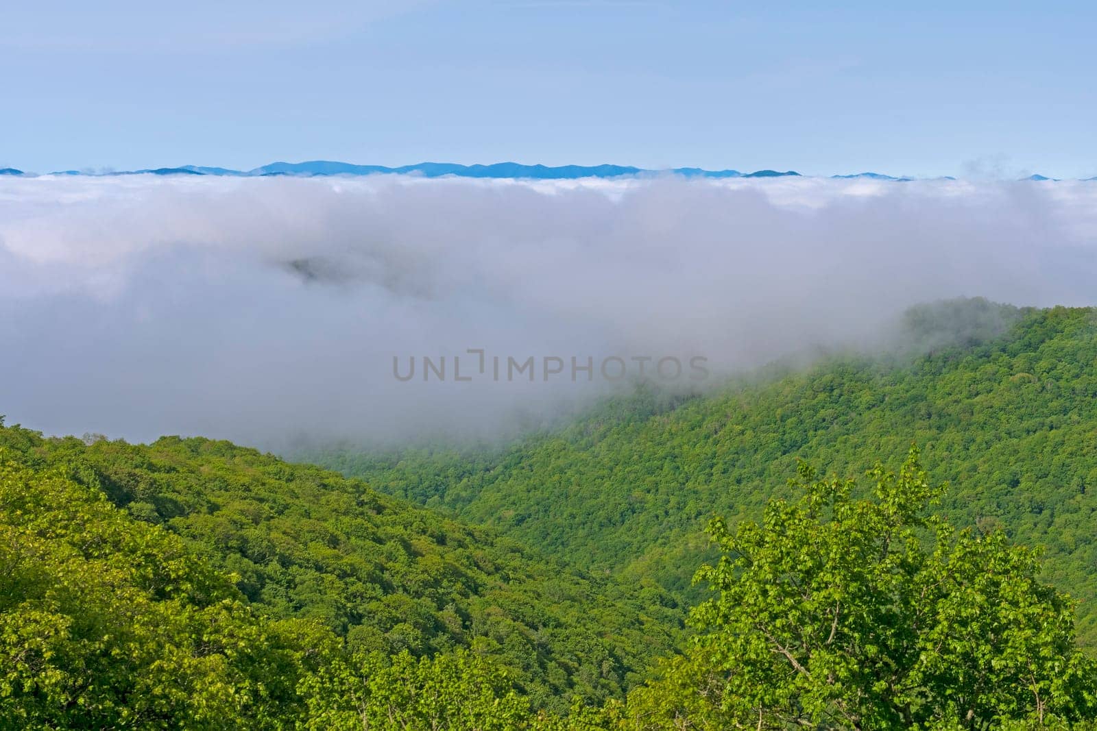 Morning Fog Evaporating in the Sun Along the Blue Ridge Parkway in North Carolina