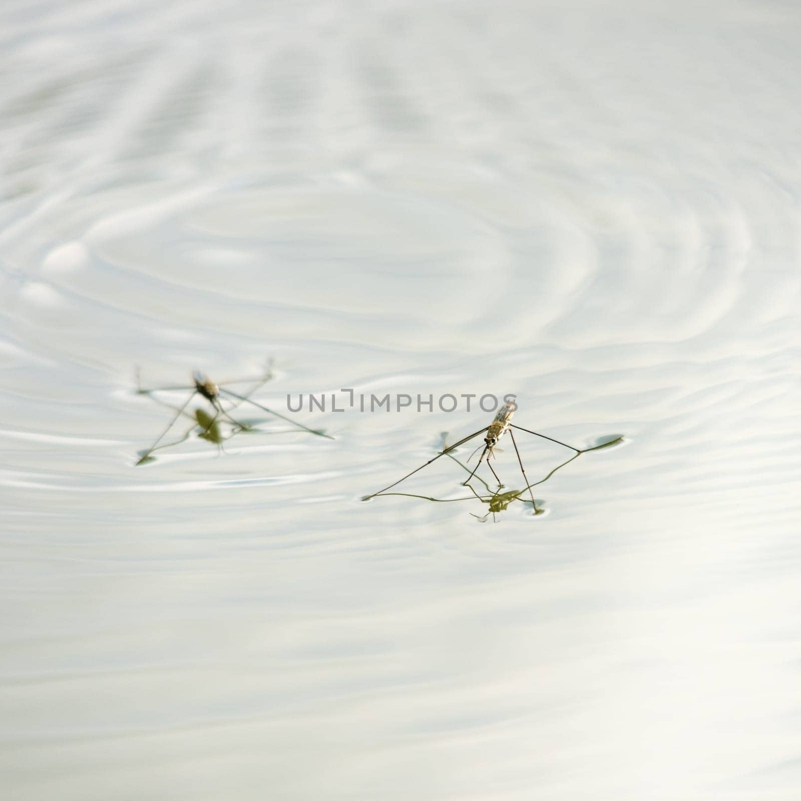A pretty Pond Skater (Gerris lacustris) surfing across the top of the river.