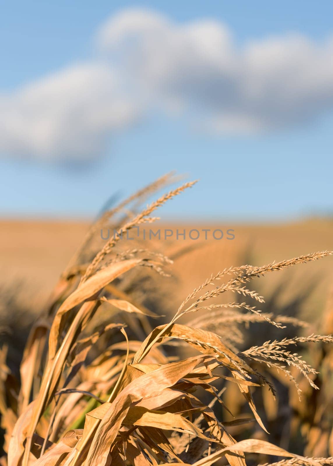 some corn in the field