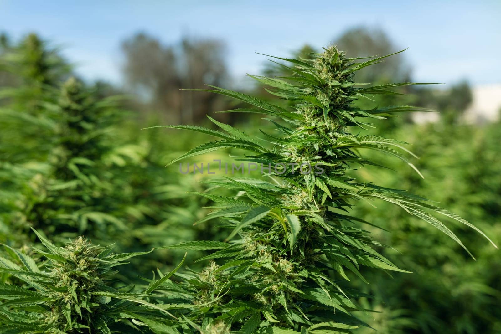 Blooming ripe Marijuana with Buds and green Leaves. Organic Cannabis Sativa Female Plants with CBD. Legal marihuana plantation provides high quality medicinal cannabis for healthcare and medicine uses
