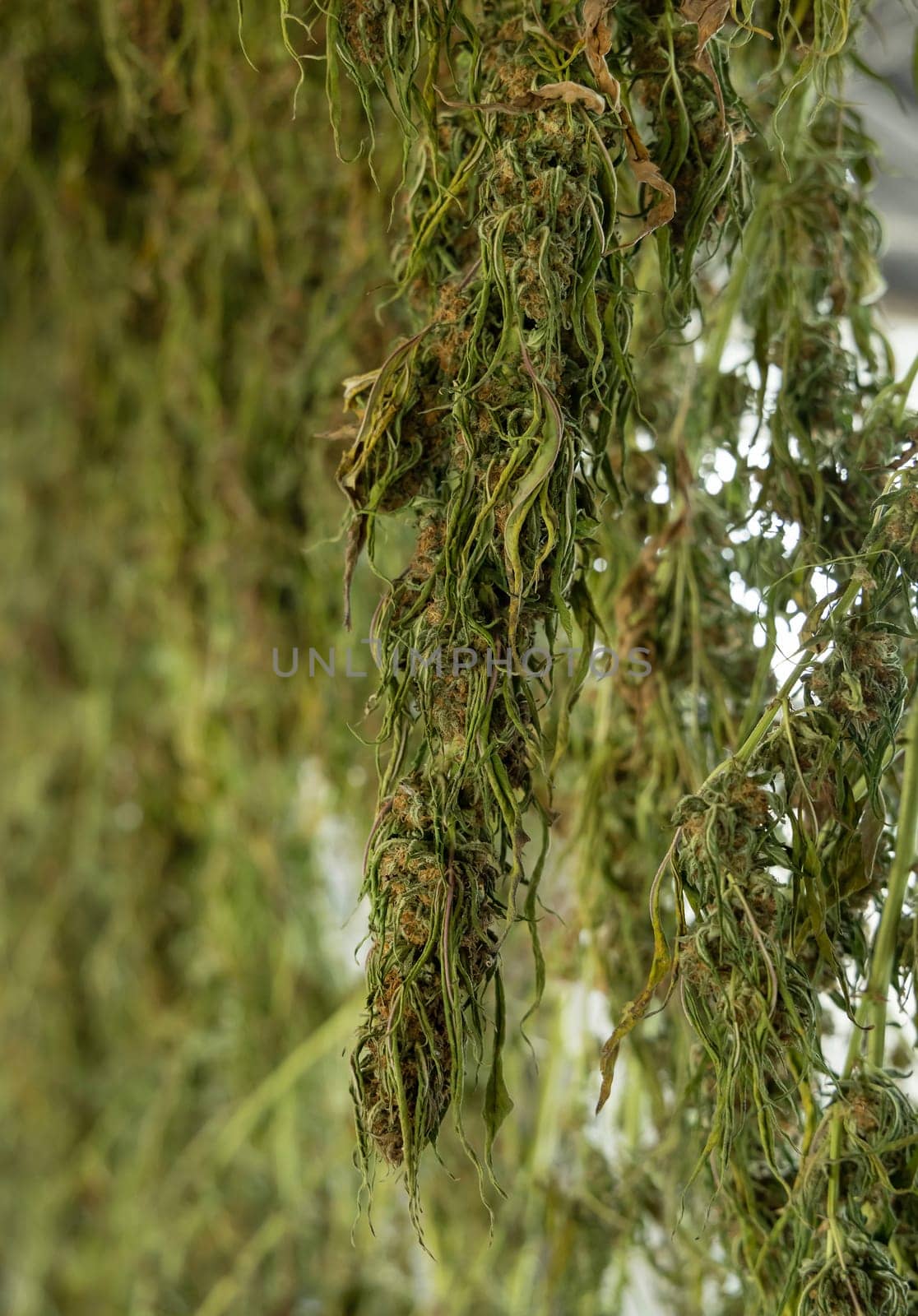 Dry Marijuana buds. Organic Cannabis Sativa Female Plants with CBD. Legal plantation with high quality medicinal cannabis for healthcare and medicine uses