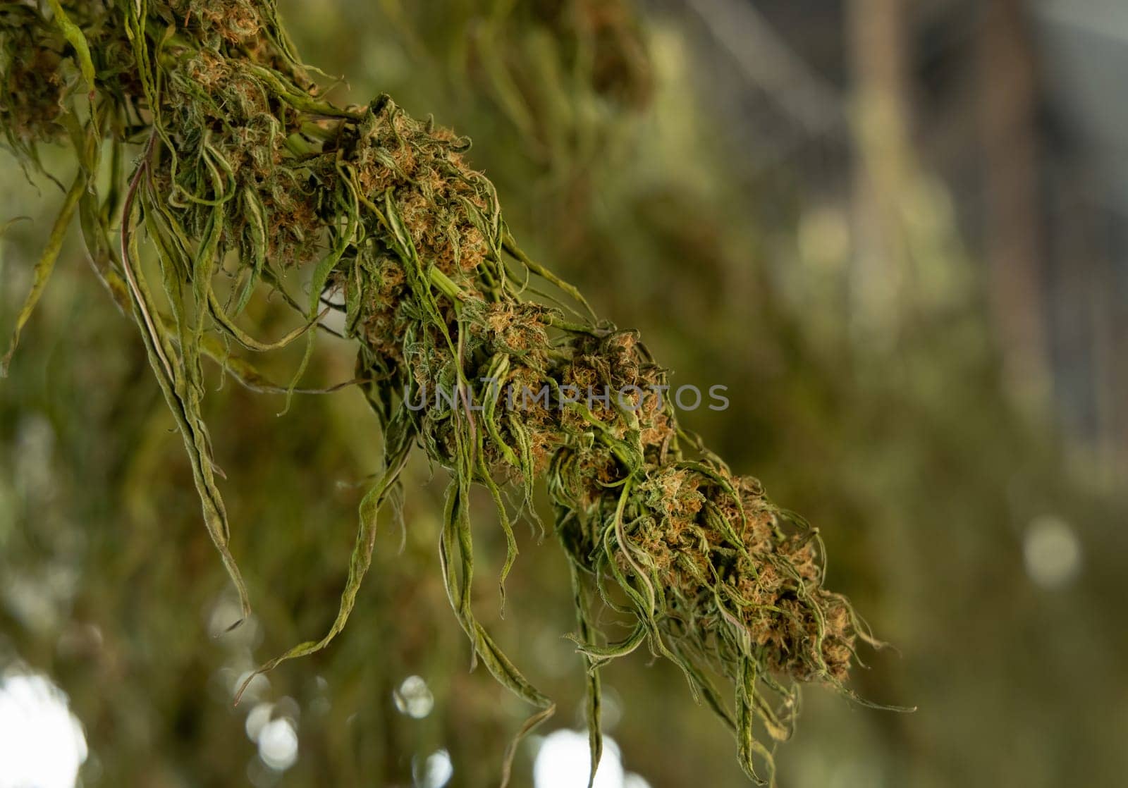 Dry Marijuana buds. Organic Cannabis Sativa Female Plants with CBD. Legal plantation with high quality medicinal cannabis for healthcare and medicine uses