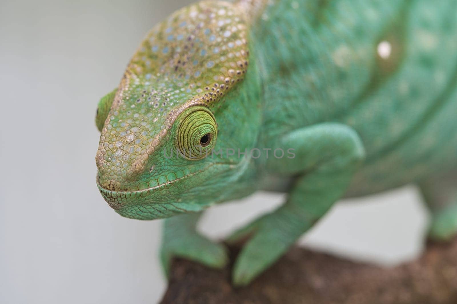 Chameleon on a branch with eye contact with the viewer. green, yellow red scales. Detailed close-up of the interesting reptile.
