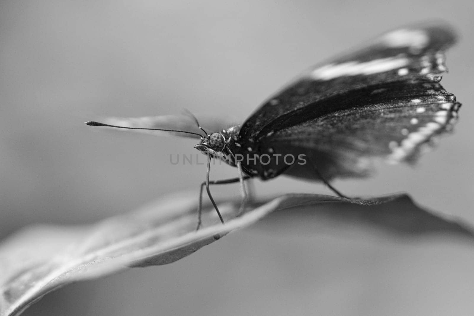 exotic butterfly on a leaf. delicate butterfly shot in black and white. Colorful wing and interesting close up with many details.