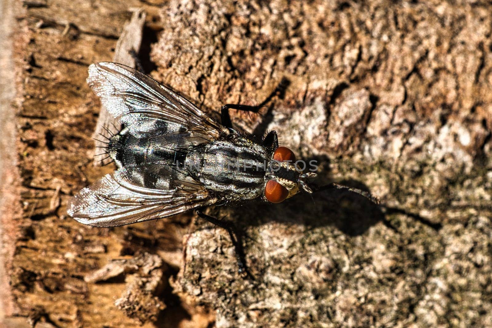 Fly on a tree trunk. Macro animal shot