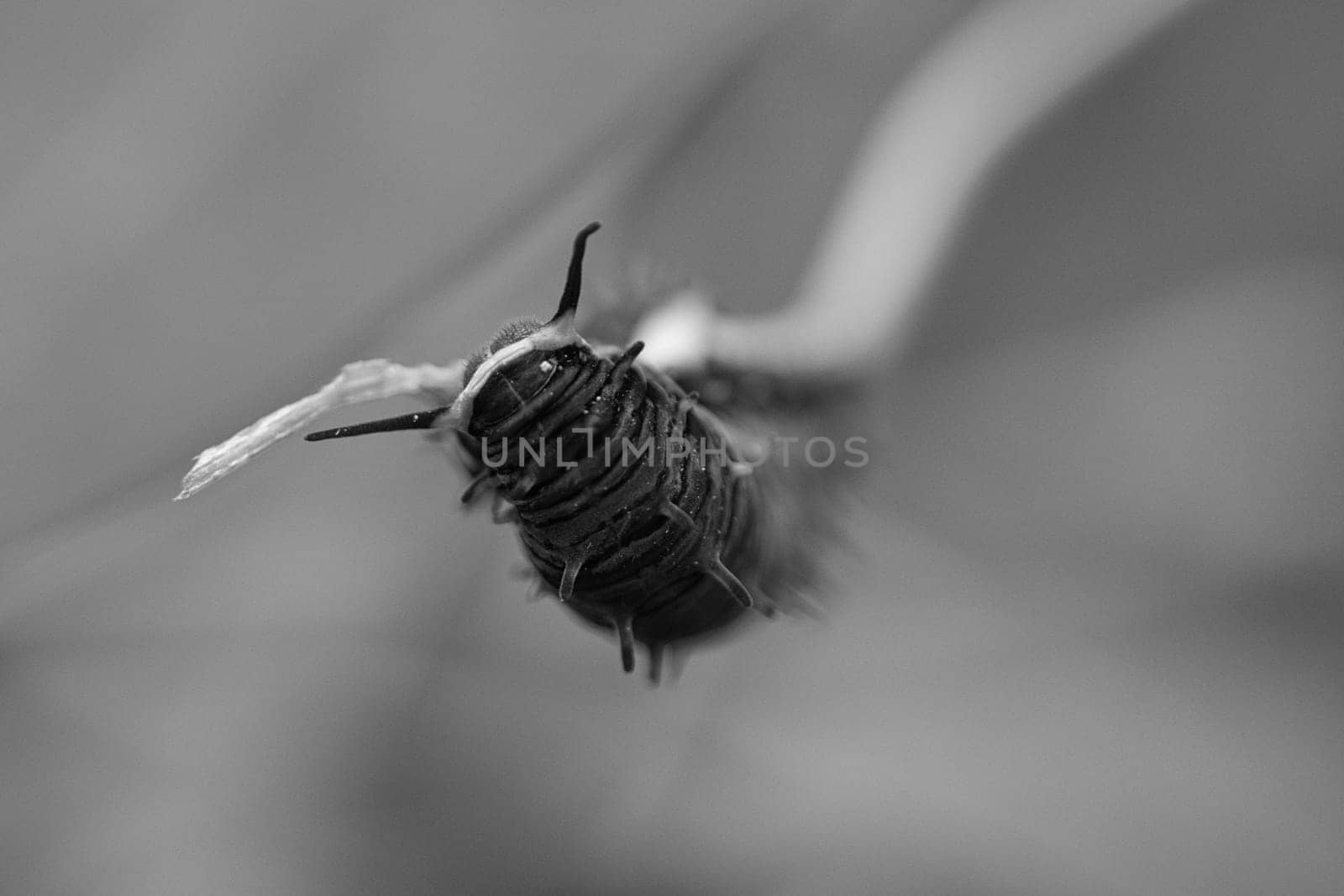 Caterpillar feeding on a leaf. a single animal close up. When they occur in large numbers, they are very harmful.