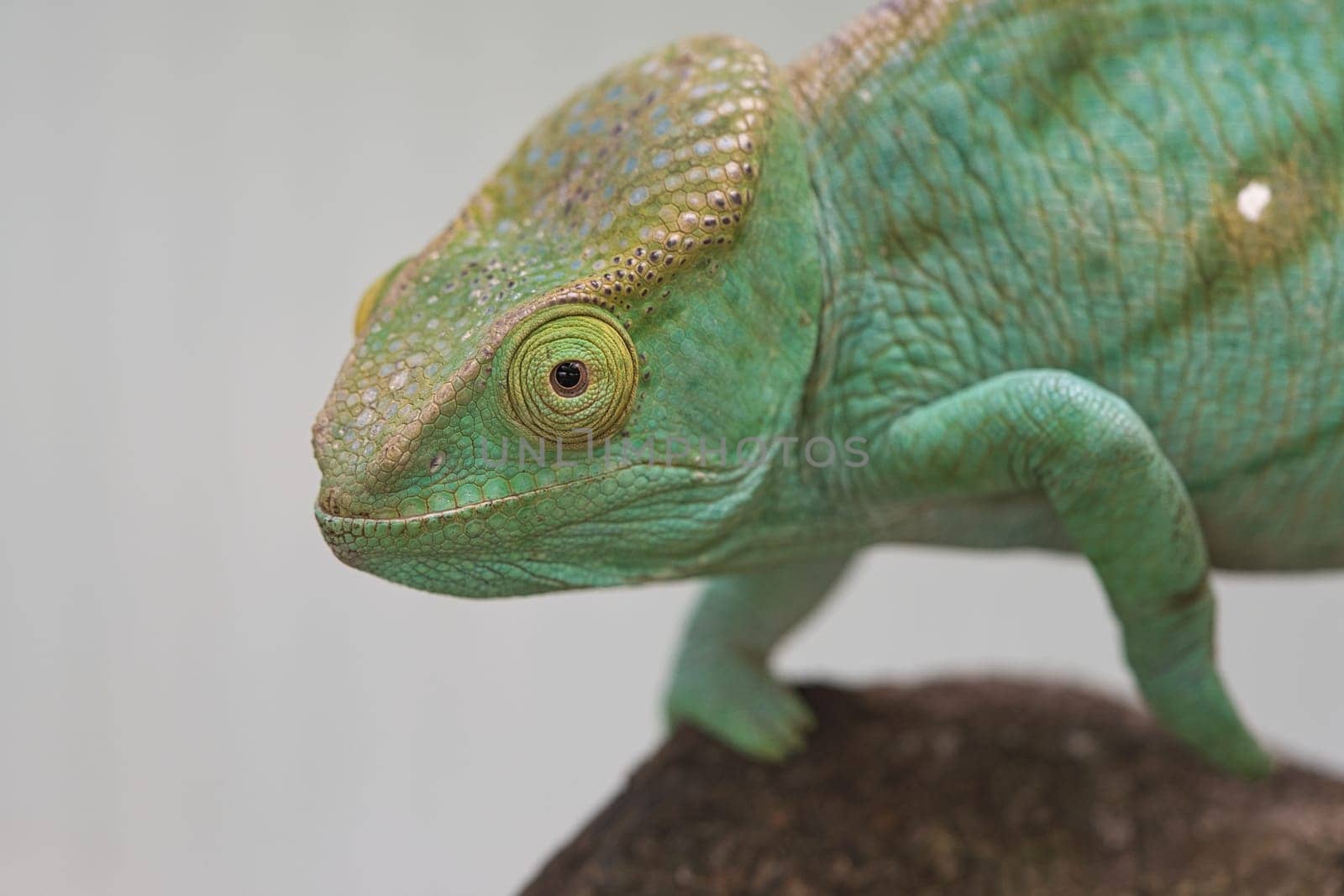 Chameleon on a branch with eye contact with the viewer. green, yellow red scales. Detailed close-up of the interesting reptile.