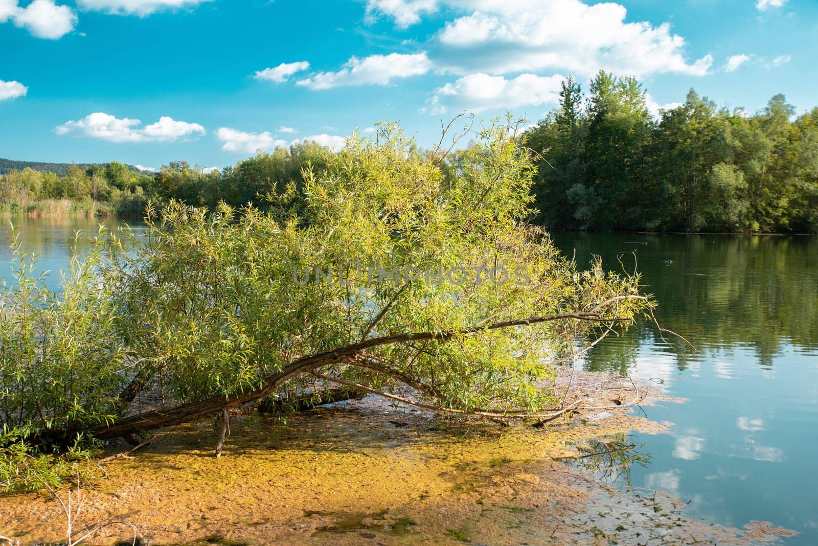 Biodiversity Haff Reimech, wetland and nature reserve in Luxembourg, pond surrounded by reed and trees, bird watching observation point