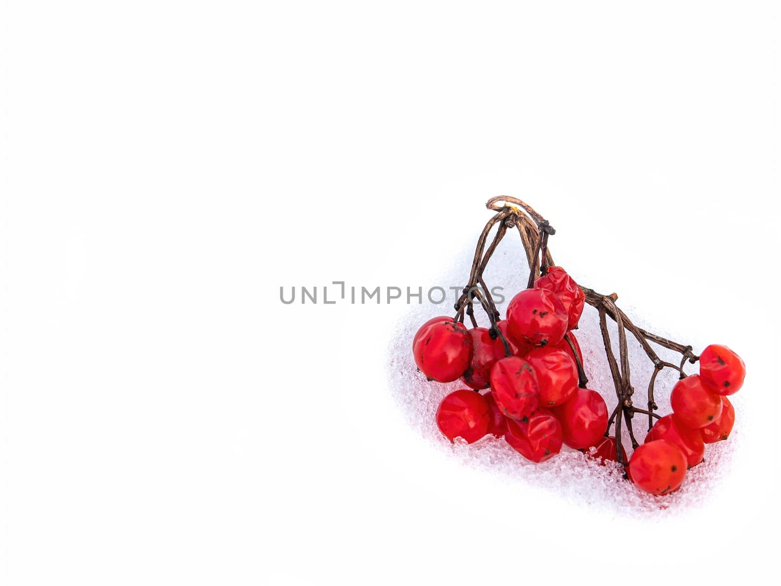 Berries of a red rowan tree in the snow on a white background. Red rowan. Fruit berry. Medicinal plants. Phytotherapy. White background. Place for text.