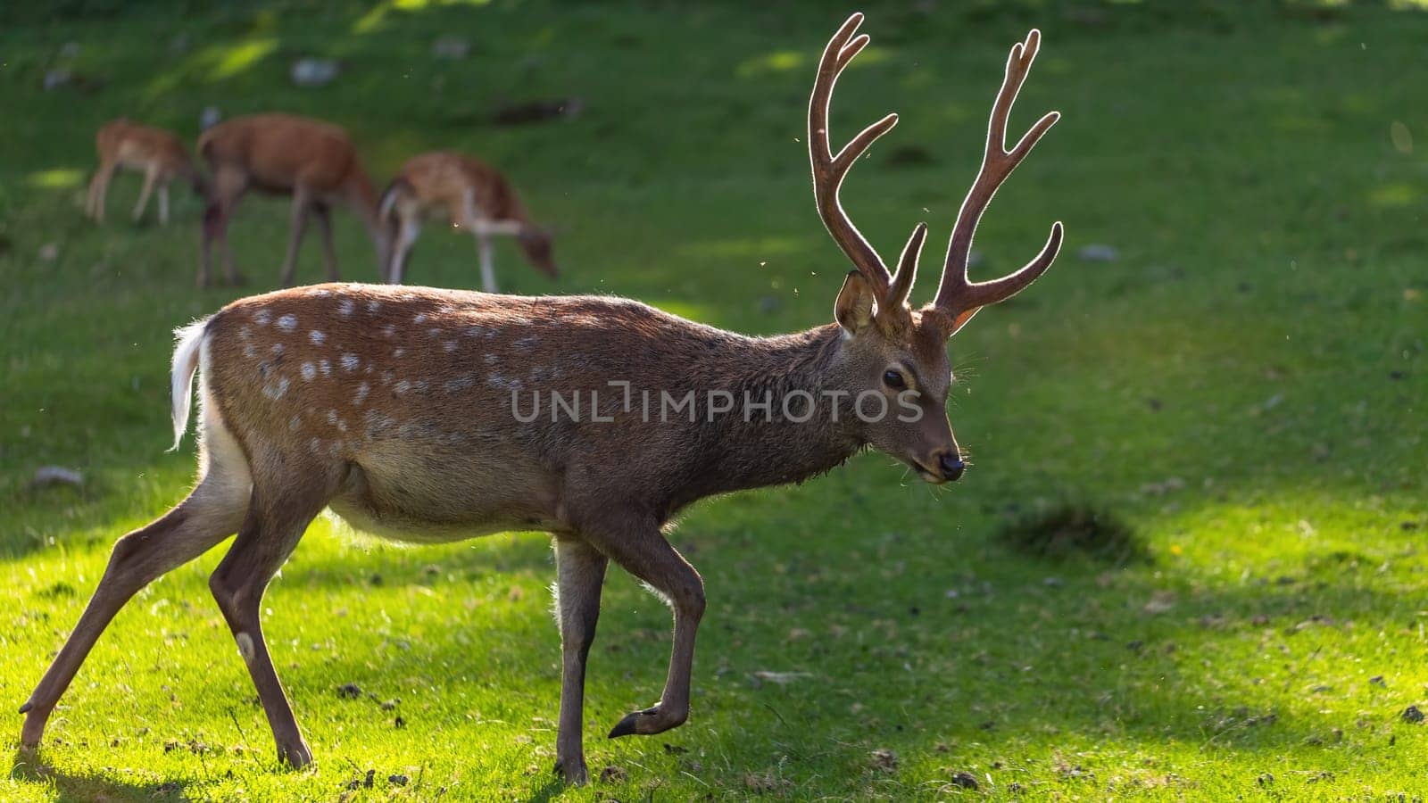 Sika deer, cervus nippon, stag walking on meadow illuminated by sun from behind. Antlered mammal with brown fur and white spots moving along a glade with green grass.