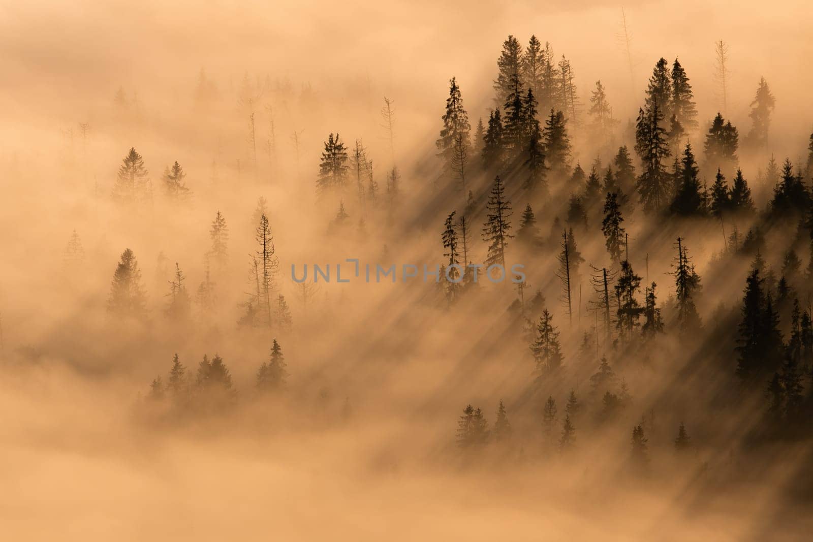 Landscape with tree sticking out of a mist in autumn nature illuminated by morning sun. Backlit forest covered in mist. Nature scenery in golden hour.