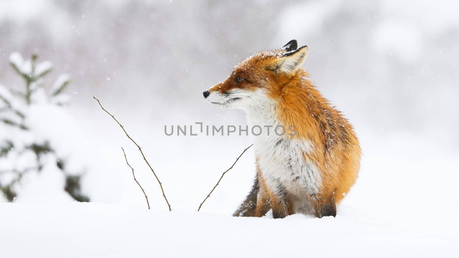 Red fox, vulpes vulpes, looking on white meadow in wintertime nature. Orange mammal sitting on snowy pasture in winter. Wild fluffy animal observing in snow wilderness.
