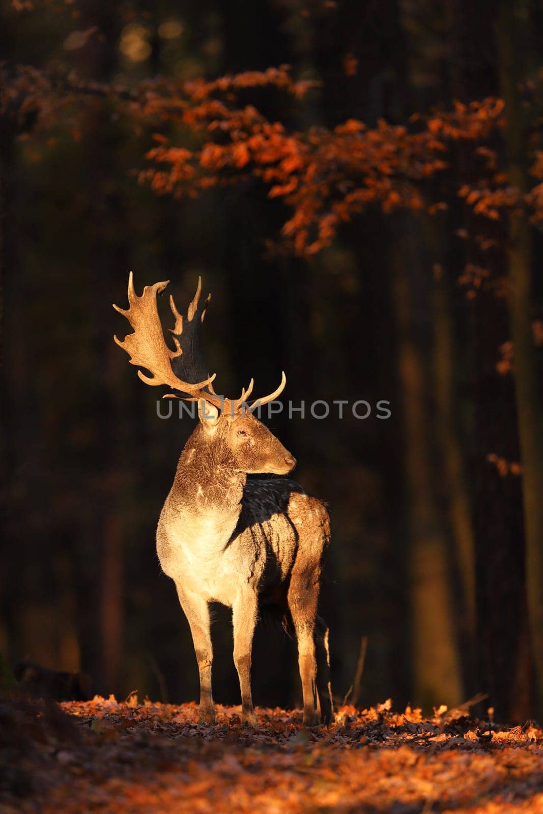 Illuminated fallow deer, dama dama, standing in forest in autumn. Spotted mammal with antlers observing in woodland in sunlit. Stag looking on foliage in vertical shot.