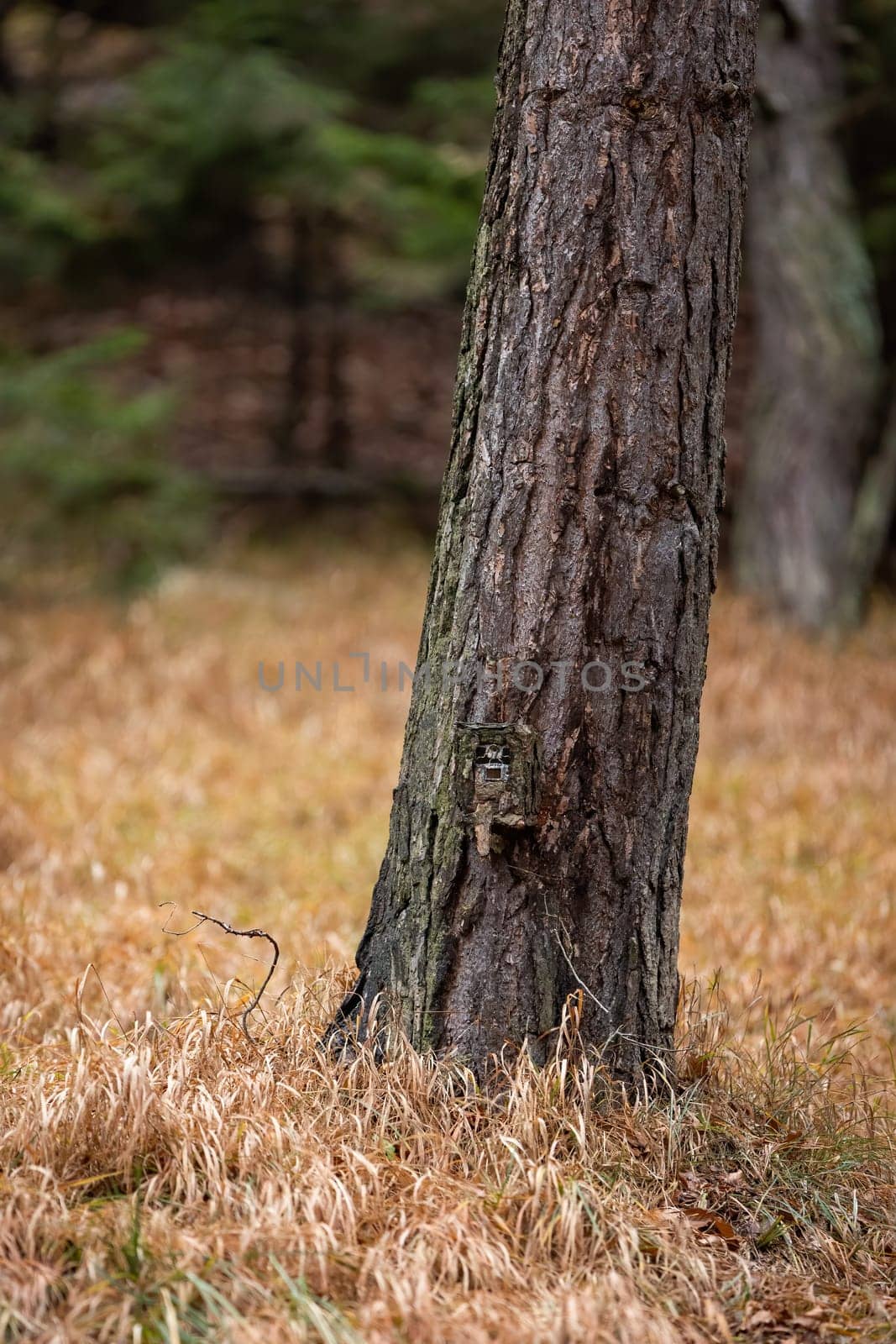 Camera trap locked in a protective box camouflaged by bark on a tree in vertical composition. Wildlife monitoring with trailcam.