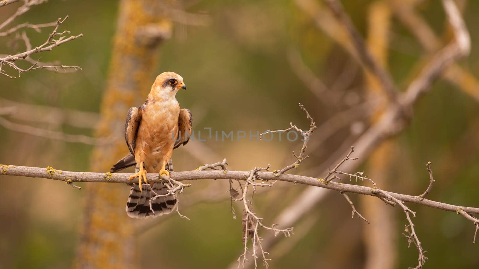 Red-footed falcon, falco vespertinus, female perching in a tree illuminated by morning sun with copy space. Avian with brown feathers in a tree. Animal wildlife in natural environment.