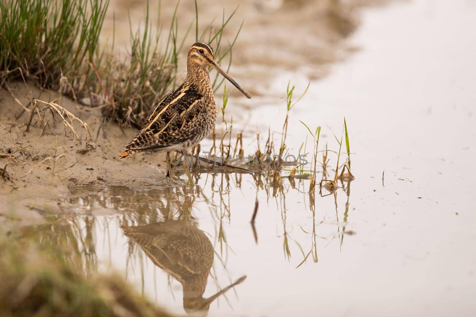 Common snipe sitting on a riverbank with reflection in water. Migratory bird with brown feathers in shallow water of marsh with copy space. Animal wildlife in autumn nature.