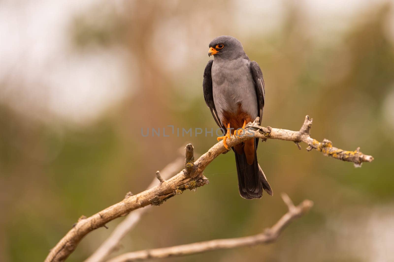 Red-footed falcon, falco vespertinus, sitting on branch with green blurred background. Raptor resting in treetop and looking aside with copy space. Animal wildlife in summer nature.